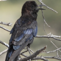 Wrona przylądkowa - Corvus capensis - Cape Crow