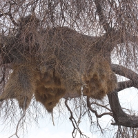Tkacz - Philetairus socius - Sociable Weaver