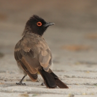 Bilbil czerwonooki - Pycnonotus nigricans - Black-fronted Bulbu