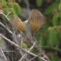 Beczak szarogrzbiety - Camaroptera brevicaudata - Grey-backed Camaroptera
