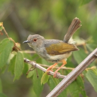 Beczak szarogrzbiety - Camaroptera brevicaudata - Grey-backed Camaroptera