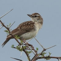Skowroniec białobrzuchy - Calendulauda africanoides - Fawn-colored Lark