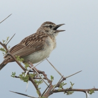 Skowroniec białobrzuchy - Calendulauda africanoides - Fawn-colored Lark