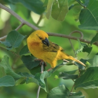 Wikłacz złotawy - Ploceus xanthops - Holub's Weaver