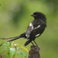 Dzierzba srokata - Lanius melanoleucus - Magpie Shrike