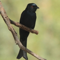 Dziwogon żałobny - Dicrurus adsimilis - Fork-tailed Drongo