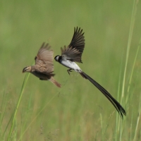 Wdówka białobrzucha - Vidua macroura - Pin-tailed Whydah