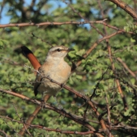 Drozdówka pustynna - Cercotrichas paena - Kalahari Scrub Robin
