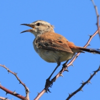 Drozdówka pustynna - Cercotrichas paena - Kalahari Scrub Robin