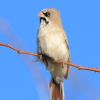 Łuskogłowik czarnobrody - Sporopipes squamifrons - Scaly-fronted Weaver