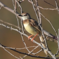 Prinia obrożna - Prinia flavicans - Black-chested Prinia