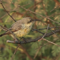 Nektarnik czarnoskrzydły - Cinnyris mariquensis - Marico Sunbird
