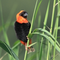 Wikłacz ognisty - Euplectes orix - Southern Red Bishop