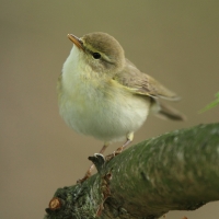 Piecuszek - Phylloscopus trochilus - Willow Warbler