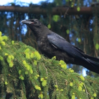 Kruk - Corvus corax - Common Raven