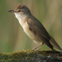 Trzciniak - Acrocephalus arundinaceus - Great Reed-Warbler