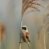 Remiz - Remiz pendulinus - Eurasian Penduline