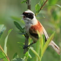 Remiz - Remiz pendulinus - Eurasian Penduline