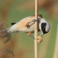 Remiz - Remiz pendulinus - Eurasian Penduline