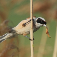 Remiz - Remiz pendulinus - Eurasian Penduline
