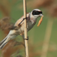Remiz - Remiz pendulinus - Eurasian Penduline