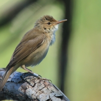 Trzcinniczek - Acrocephalus scirpaceus - Common Reed Warbler