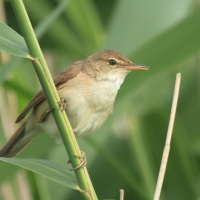 Trzcinniczek - Acrocephalus scirpaceus - Common Reed Warbler