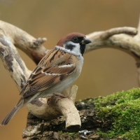 Mazurek - Passer montanus - Eurasian Tree Sparrowh