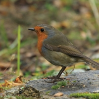 Rudzik - Erithacus rubecula - European Robin