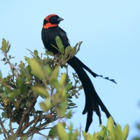 Wikłacz półobrożny - Euplectes ardens - Red-collared Widowbird