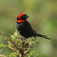 Wikłacz półobrożny - Euplectes ardens - Red-collared Widowbird