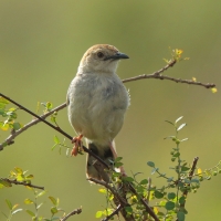 Chwastówka krępa - Cisticola robustus - Stout Cisticola