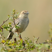 Chwastówka krępa - Cisticola robustus - Stout Cisticola