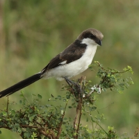 Dzierzba sawannowa - Lanius cabanisi - Long-tailed Fiscal