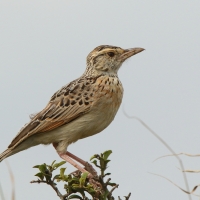 Skowroniec sawannowy - Mirafra africana - Rufous-naped Lark