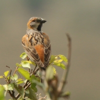 Wróbel rdzawobrewy - Passer rufocinctus - Kenya Rufous Sparrow