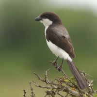 Dzierzba sawannowa - Lanius cabanisi - Long-tailed Fiscal