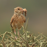 Skowroniec sawannowy - Mirafra africana - Rufous-naped Lark