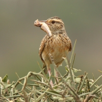 Skowroniec sawannowy - Mirafra africana - Rufous-naped Lark
