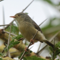 Akacjówek - Phyllolais pulchella - Buff-bellied Warbler