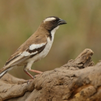 Dziergacz białobrewy - Plocepasser mahali - White-browed Sparrow-Weaver