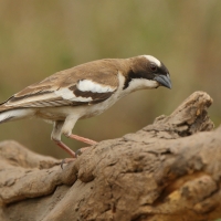 Dziergacz białobrewy - Plocepasser mahali - White-browed Sparrow-Weaver