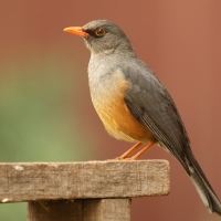 Drozd abisyński - Turdus abyssinicus - Ethiopian Thrush