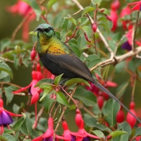 Nektarnik brązowy - Nectarinia kilimensis - Bronzy Sunbird
