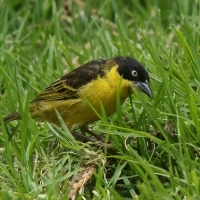 Wikłacz złotoczelny - Ploceus baglafecht - Baglafecht Weaver