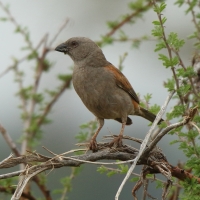 Wróbel papugodzioby - Passer gongonensis - Parrot-billed Sparrow