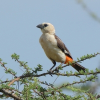 Bawolik białogłowy - Dinemellia dinemelli - White-headed Buffalo Weaver