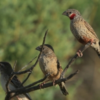 Amadyna obrożna - Amadina fasciata - Cut-throat Finch