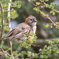 Łuskogłowik rdzawoszyi - Sporopipes frontalis - Speckle-fronted Weaver
