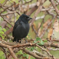 Dzierzyk stalowy - Laniarius funebris - Slate-coloured Boubou